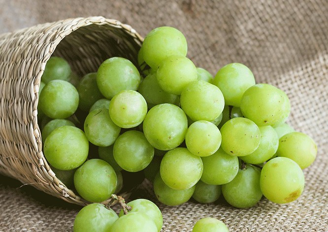 Nho xanh Úc là gì, Giá của nó bao nhiêu?