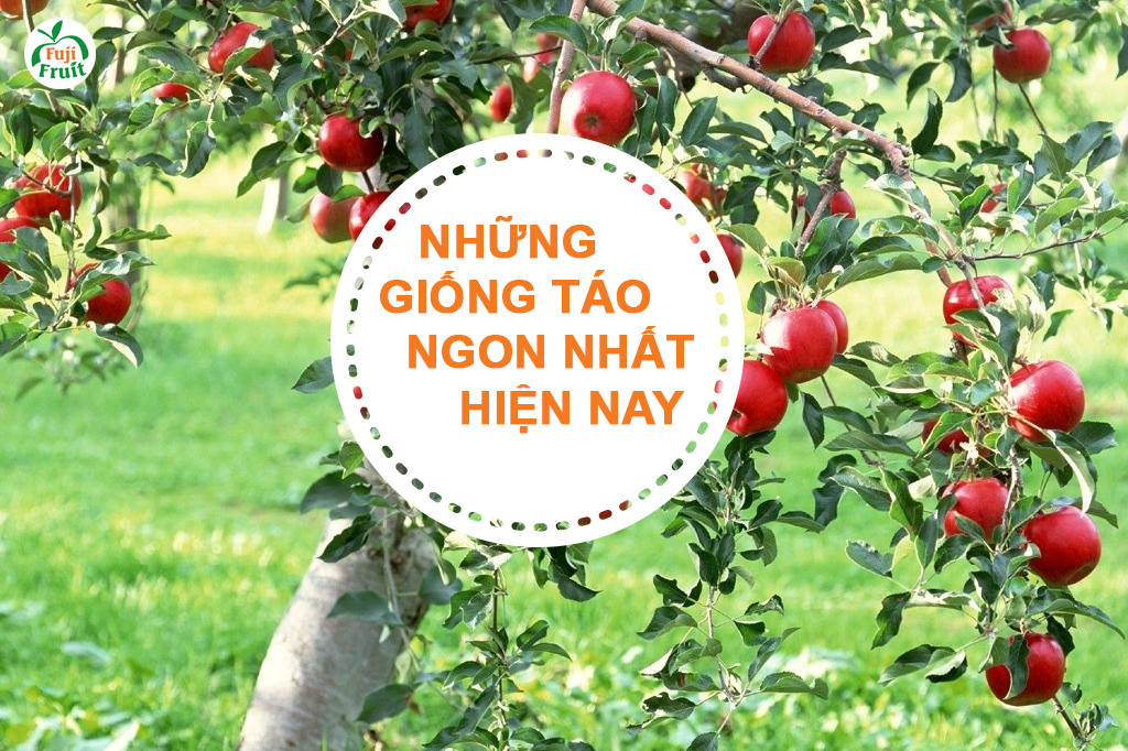 Những Giống Táo Ngon Nhất Thế Giới Hiện Nay