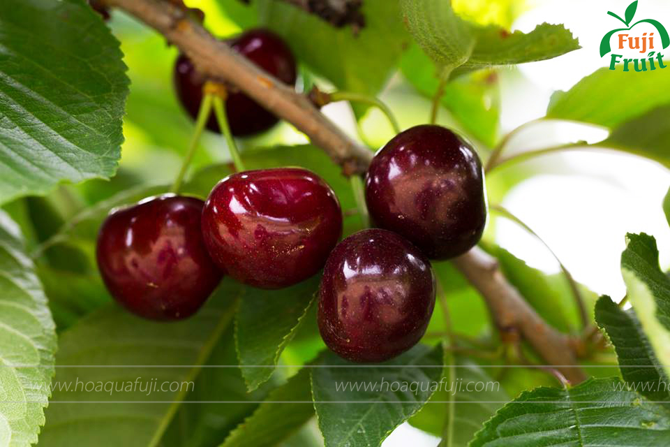 TRÁI CHERRY NHẬP KHẨU