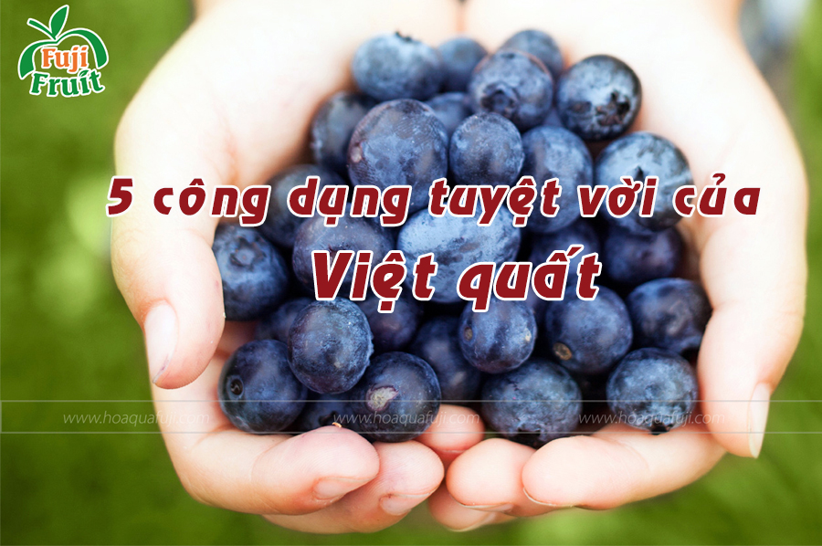 VIỆT QUẤT VÀ NHỮNG CÔNG DỤNG TUYỆT VỜI