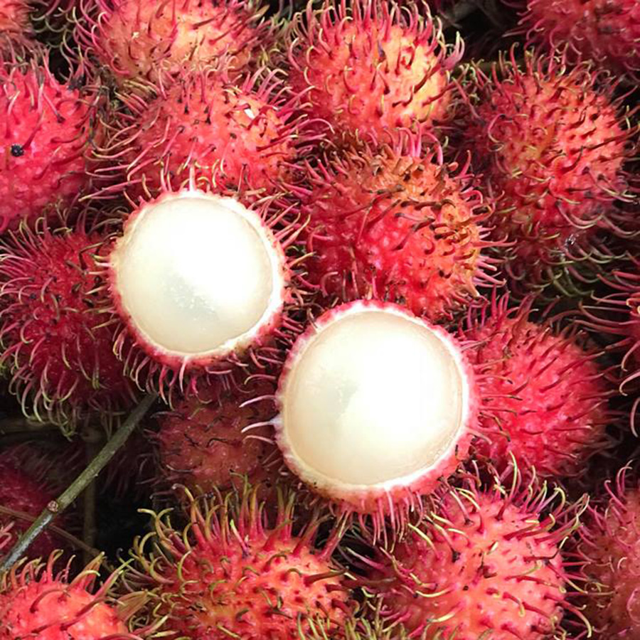 Chôm chôm nhãn Tiền Giang