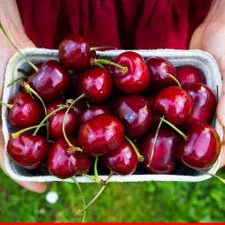 Cherry Australia