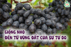Tất tần tật về giống nho đen không hạt Mỹ
