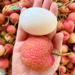 Vải trứng Phù Cừ