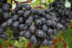 10 lý do để ăn nho mỗi ngày