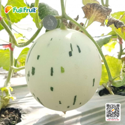 Dưa sữa Việt Nam