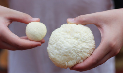 Mộng dừa tươi là gì? Ăn có tốt cho sức khỏe không?