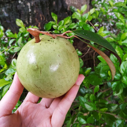 Vú sữa Lò Rèn