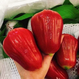 Roi đỏ An Phước