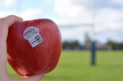 Phát sốt với loại táo Envy size to nhất